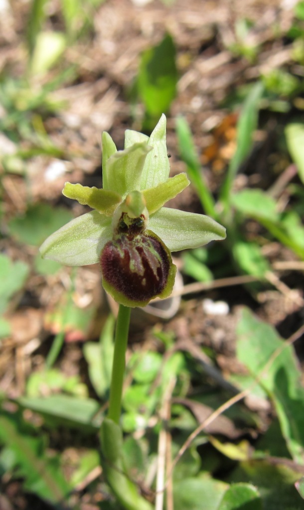 Ophrys sphegodes?